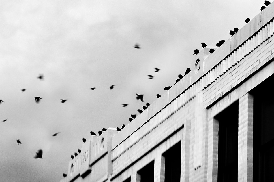 birds on the lyric
