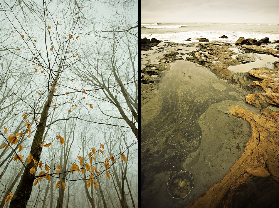 trees and tidepools