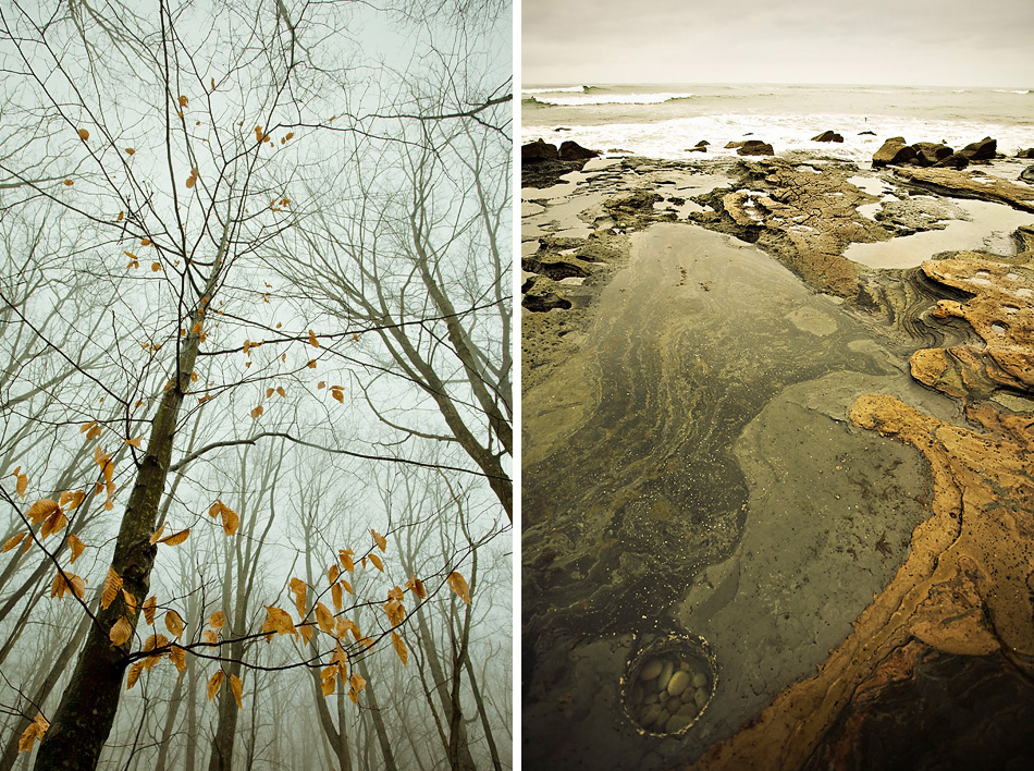 trees and tidepools